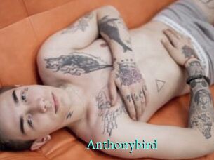 Anthonybird