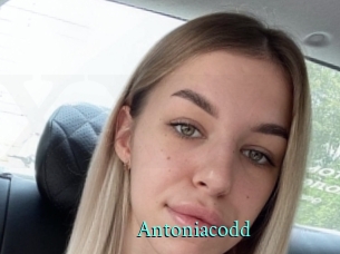 Antoniacodd