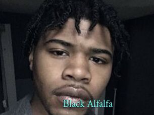 Black_Alfalfa