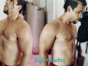 Bigkingkobra