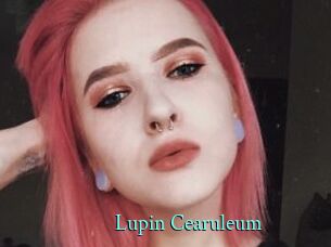 Lupin_Cearuleum