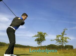 Lovebirdpenis