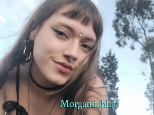 Morgandahlia