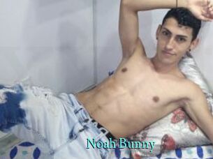 Noah_Bunny