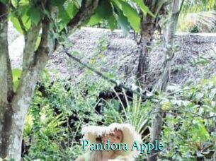 Pandora_Apple