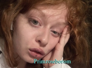 Primroseborom