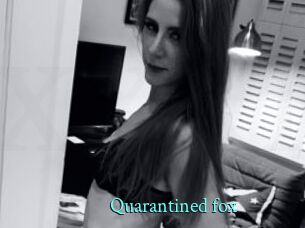 Quarantined_fox