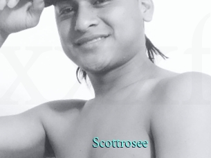 Scottrosee