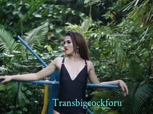 Transbigcockforu