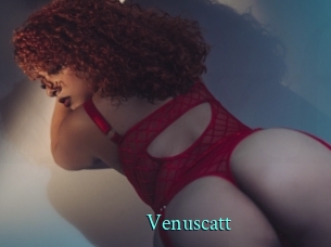 Venuscatt